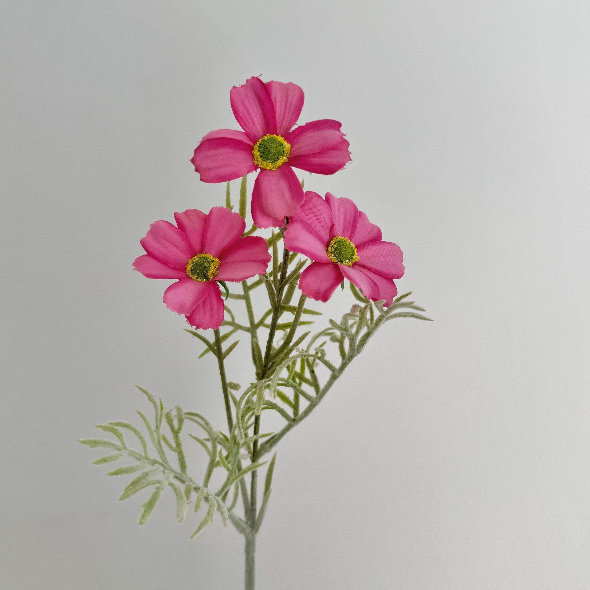 สีแดงกุหลาบ