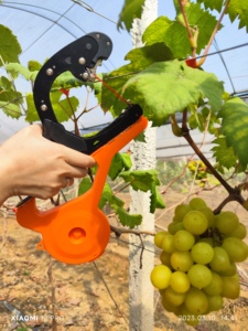 Machine à lier les plantes Tapener pour vignes, <span class=keywords><strong>tomates</strong></span>, raisins, concombres – Outil <span class=keywords><strong>de</strong></span> fixation <span class=keywords><strong>de</strong></span> jardin avec ruban et agrafes OEM - Product Image 6