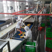 Industriële Ingeblikt Fruit Papaja Ananas Verwerkingsmachine Papaja Sap Productielijn