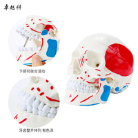 Modelo de esqueleto humano de 3 partes de tamaño real con origen muscular y puntos de inserción Modelo de cráneo codificado por colores para la ciencia médica
