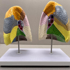 แบบจำลองการจำลองส่วน<span class=keywords><strong>ปอด</strong></span>มนุษย์พร้อมฐาน - เครื่องมือการศึกษาทางกายวิภาคแบบมีสีสันสำหรับการเรียนรู้เกี่ยวกับระบบทางเดินหายใจ - Product Image 2