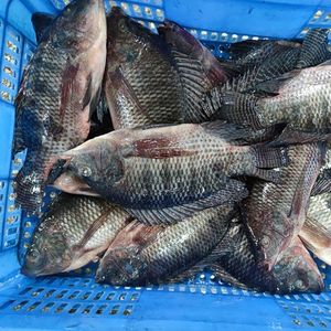 Bloque de cubo de porción de tilapia congelada, Cubo de marisco de tilapia capturado en la naturaleza, Cubo de tilapia a granel, bloque de pescado al por mayor, proveedor de exportación, comercio - Product Image 2