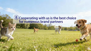 מזון יבש טבעי לחתולים וגורים, מותג פרטי OEM/ODM, באריזות גדולות של 20 ק\\\"ג, 10 ק\\\"ג ו-5 ק\\\"ג, חטיף אינטראקטיבי לחיות מחמד במחיר זול, מזון הוליסטי לכלבים, סיטונאי. - Product Image 6