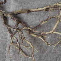 Fournisseurs chinois Produit phare Branche d'arbre artificielle sèche Décoration en plastique