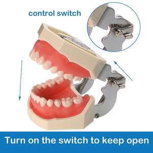 Modello Dentale Adulto Completamente Smontabile, Strumento Didattico per Studio, Tipodonte Articolato con 28 Denti Rimovibili - Product Image 2