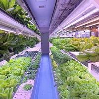 Ferme hydroponique en conteneurs, agriculture verticale, conteneurs maritimes transformés en serres, système hydroponique pour légumes-feuilles