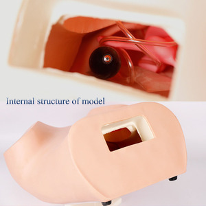 Modello avanzato di formazione per diagnosi interna ginecologica modello di esame femminile palpazione uterina ed esame visivo - Product Image 4
