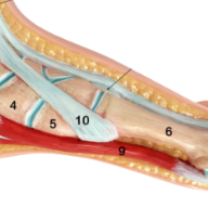 ADA A349-1 Mannequin d'apprentissage de la forme normale du pied grandeur nature de haute qualité pour étudiants en médecine et formation en sciences médicales Fabriqué à Shanghai - Product Image 3