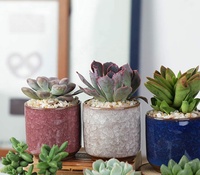 Pots succulents coréens de glaçure de fissure de glace en céramique de 2.5 pouces avec plateau en bambou Pot de fleur de tasse de thé pour le bureau de jardin à la maison
