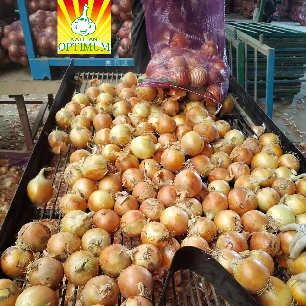 Trung Quốc tươi hành tây đặt hàng 1 tấn cebolla fresca 20kg/25kg túi lưới, kích thước 40-60-70-80mm với giá thị trường