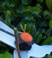 Cisailles à gazon télescopiques SK5 Cisailles à haies à économie de main-d 'œuvre Poignée orange Cisailles télescopiques à longue poignée haute branche