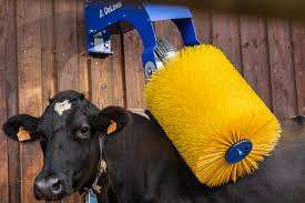 Factory Lives tock Nylon Material Kuh massage bürste Vertikale automatische rotierende Reinigung Kuh bürste - Product Image 5