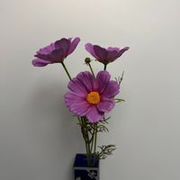 Fleur de marguerite Cosmos blanche en latex à toucher réaliste pour centre de table, arrangement floral, décoration de mariage et de fête