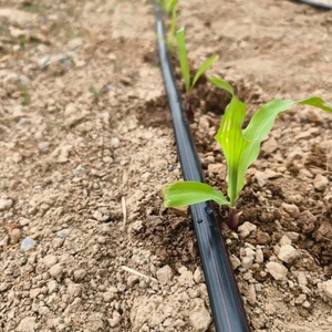 Nuovo <span class=keywords><strong>Tubo</strong></span> <span class=keywords><strong>Gocciolante</strong></span> in Plastica da 16mm e Tubazione <span class=keywords><strong>per</strong></span> Sistemi di Irrigazione Agricola a Goccia - Product Image 6