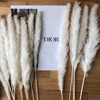 30 tiges de pampas naturelles séchées et moelleuses, décoration de mariage, fleur artificielle, pampasgras blanc, pampas séché, petit pampas