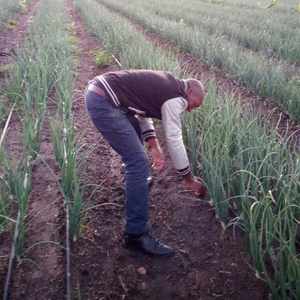 Tuyau d'irrigation goutte à goutte - Product Image 1