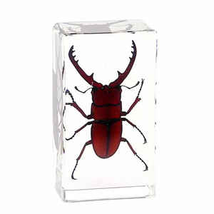 Biologie Anatomie L'éducation Utilisé Insecte Spécimen Presse-papiers En Résine Comme Cadeau Éducatif - Product Image 6