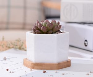 Macetas <span class=keywords><strong>de</strong></span> cerámica <span class=keywords><strong>de</strong></span> tamaño Mini con bandeja <span class=keywords><strong>de</strong></span> bambú, maceta blanca brillante para macetas <span class=keywords><strong>de</strong></span> <span class=keywords><strong>Cactus</strong></span> <span class=keywords><strong>suculentas</strong></span> con agujero, superventas - Product Image 6