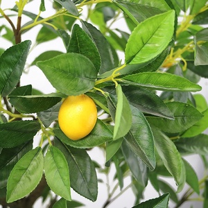 Limonero de plástico para decoración de interiores <span class=keywords><strong>con</strong></span> maceta de plástico - Product Image 3