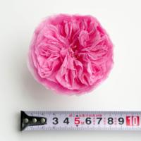 Lovebay Naturel Longue Durée 7-8cm Austin Roses Tête Immortel Pour Toujours Éternel Préservé Roses Tête dans une Boîte pour Cadeau Saint Valentin