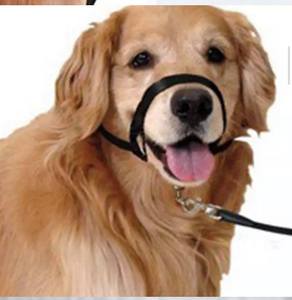 Chien Bouche Halter + Laisse Courte - Product Image 2