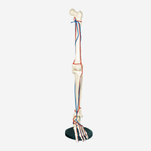 GelsonLab HSBM-121 vida tamaño extremidad inferior articulado modelo - Product Image 3