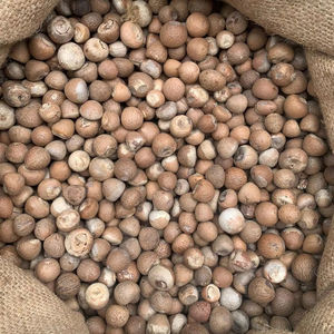 Hochwertige Premium Indonesien Ganze Betelnuss Optimaler Tannin gehalt Hoch nach gefragte Landwirtschaft Industrielle Zutat - Product Image 1