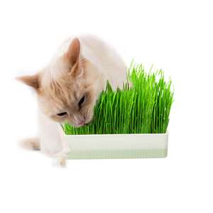 Bol de nourriture Hydroponique sans sol Herbe de chat en pot Réduction des poils de chat Digestion <span class=keywords><strong>pour</strong></span> bols de chat - Product Image 1