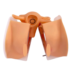 Weibliches Verhütung strain ings modell für die medizinische Ausbildung Familien planung Bildungs ausrüstung für die zukünftige Gesundheits versorgung - Product Image 5