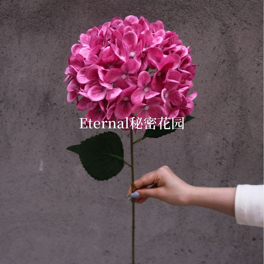 Hortensia Bella