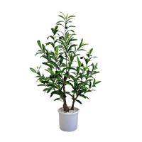 Vente en gros de petites plantes artificielles en pot, nouveaux oliviers pour la décoration intérieure et extérieure, plantes en pot denses