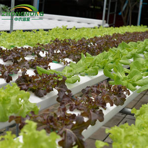 Serre tunnel <span class=keywords><strong>en</strong></span> film plastique à simple travée utilisée pour <span class=keywords><strong>les</strong></span> systèmes d'agriculture verticale pour la culture de légumes, fruits et fleurs - Product Image 5