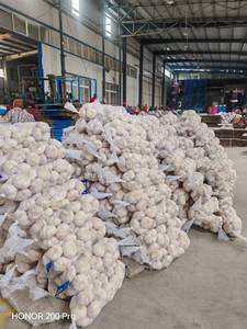 Trung Quốc Cây Trồng Mới Tỏi Tươi Xuất Khẩu 4.5 5.0 5.5 6.0 6.5 Cm Bình Thường Trắng Tinh Khiết Tỏi Trắng Trung Quốc Nhà Máy Bán Hàng Trực Tiếp - Product Image 6