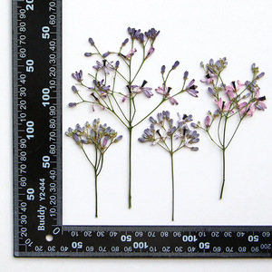 Chinaberry fleur Branches séchées fleur pressée pour résine époxy accessoires bricolage signet cadre Photo feuille Art matériaux - Product Image 6