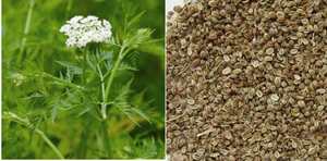 Estratto di frutta Cnidium Osthole <span class=keywords><strong>10%</strong></span> - Product Image 6