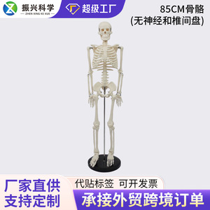 Modelo de Esqueleto Humano de 85 cm (sin nervios ni discos intervertebrales) - Venta al por Mayor de Fabricantes de Esqueletos Humanos Completos - Product Image 5