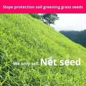 جميع المواسم دائمة الخضرة لأسنان الكلاب بذور جذور العشب لمشاريع تخضير المنحدرات مقاومة للجفاف للحرارة لتربة العشب - Product Image 2