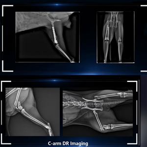 Sistema de Imagenología Veterinaria 3D con Brazo en C, Equipo de Rayos X Móvil CBCT para Clínicas de Cirugía de Animales Pequeños y Grandes - Product Image 6