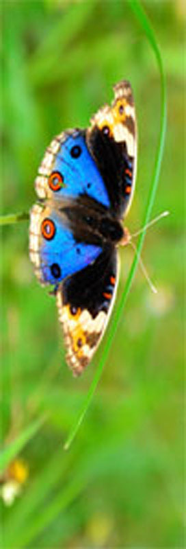 Amour papillon 1