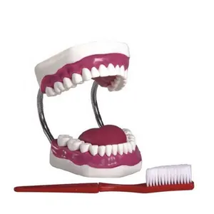 Kunststoff Zähne Dental Modell, PVC Dental Care Modell Von Zahn Anatomie Modell Für Die Ausbildung Von Zähneputzen, dental Care, etc