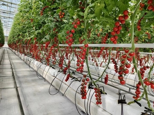 Riel de Soporte de Acero Galvanizado de Alta Calidad para Invernaderos Agrícolas, Guía para Tubos de Calefacción, Excelente Rendimiento - Product Image 4