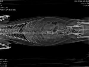 Système de radiographie numérique dynamique vétérinaire, machine d'imagerie radiologique haute définition pour animaux, fonctionnement facile pour les animaux de compagnie et les vétérinaires avec logiciel fonctionnel - Product Image 6