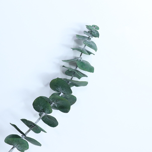 Guirlande de feuilles d'eucalyptus stabilisées et teintées, 5-7 pièces, avec pièces de monnaie en cuivre, plantes stabilisées naturelles pour Halloween, Pâques, Nouvel An Chinois - Product Image 6