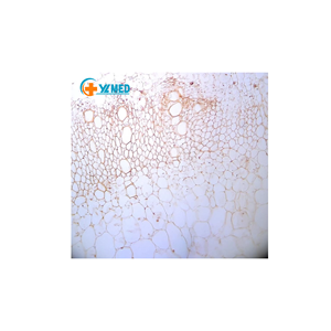 สไลด์ฟลูออเรสเซนต์คุณภาพสูงสำหรับวิทยาศาสตร์ชีวภาพ ชุดสไลด์เตรียม<span class=keywords><strong>พิเศษ</strong></span>จากรากมันเทศ สำหรับใช้กับกล้องจุลทรรศน์แบบฟลูออเรสเซนต์ สำหรับการศึกษาพืช - Product Image 1