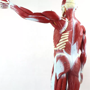 Modèle de muscle et d'organes humains de 80 cm, 27 parties, taille réelle 1/2, modèle d'anatomie <span class=keywords><strong>musculaire</strong></span> humaine pour la physiologie médicale - Product Image 2