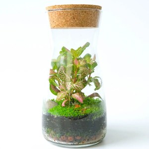 Gift Idea <strong>Terrarium</strong> Kit Office Decor Outdoor Decoration Vase American Style <strong>Plastic</strong> Plant Pot Murano Glass with Cork Lid Home - Product Image 1