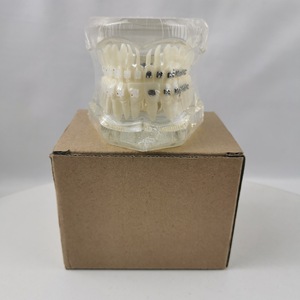 Modèle dentaire M3003, silicone médical anatomique, emballage individuel, usage domestique - Product Image 3