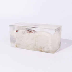 Produk laris perlengkapan pengajaran spesimen hewan kelinci Resin hewan asli untuk sekolah tinggi - Product Image 5