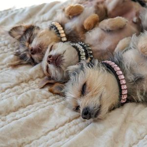 Collier pour chien en cuir véritable ajustable orné de cristaux étincelants, collier pour chien en strass, collier pour chien en cuir PU, accessoires pour animaux de compagnie - Product Image 2