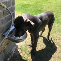 Stainless Pet Animal Automatic Water Feeder with Pipe Horse Goat Dog Cattle Sheep Water Bowl for Livestock